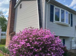 Kenneth B.'s Bush Trimming service result