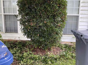 Ty L.'s lawn care services service result