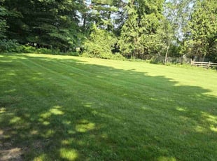 Melissa S.'s turf care service result