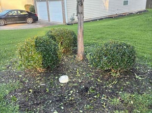 Dottie C.'s Bush Trimming service result