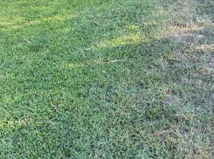 Joe N.'s turf care service result