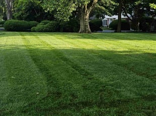 Laura C.'s turf maintenance service result