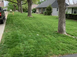 Greg S.'s turf care service result
