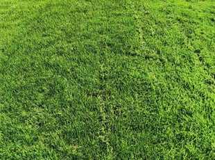 Murry L.'s yard service service result