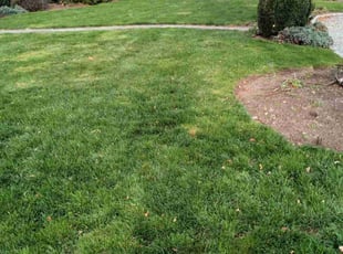 Andrew R.'s Leaf Removal service result
