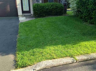 Irene S.'s lawn care service result