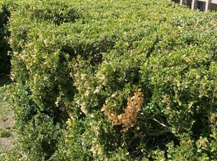 Javier R.'s Bush Trimming service result