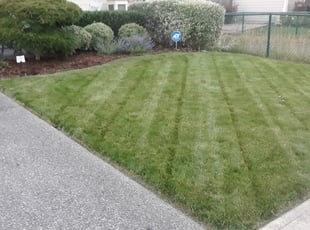 Mary K.'s Bush Trimming service result