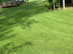 Linda M.'s grass maintenance service result