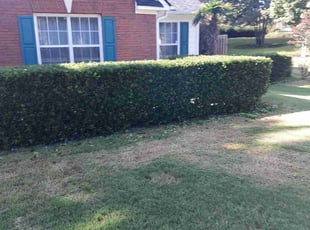 Robert P.'s Bush Trimming service result