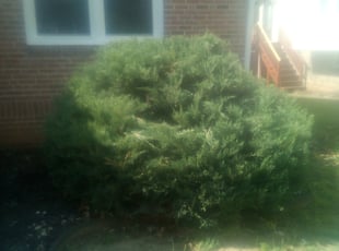 Jon S.'s Bush Trimming service result