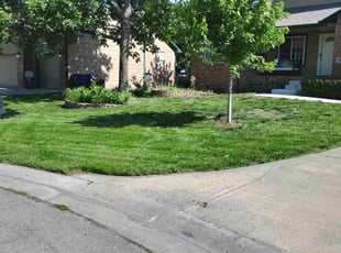 Anamitra B.'s turf care service result