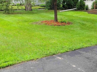 Gregory N.'s lawn service service result