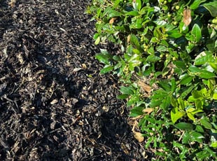 Fredella S.'s Flower Bed Weeding service result