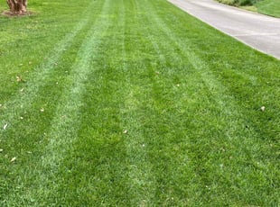 Allaire C.'s lawn care service result