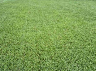 Donald B.'s turf maintenance service result