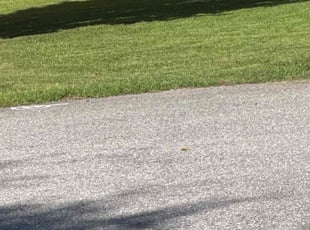 Edna N.'s lawn service service result