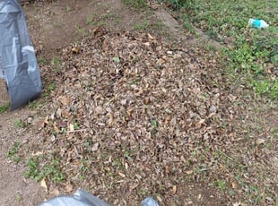 Joe S.'s Leaf Removal service result