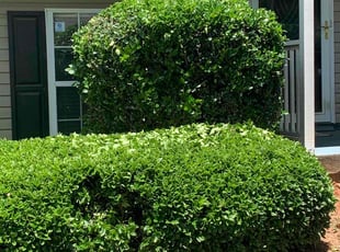 Diane S.'s Bush Trimming service result