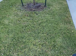 Brittany L.'s lawn care services service result