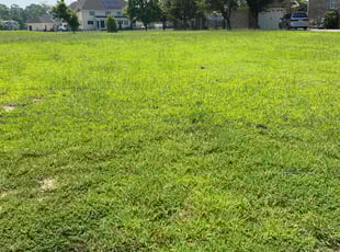 Laura M.'s turf care service result