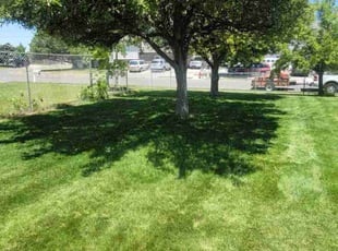 Cameron P.'s yard maintenance service result