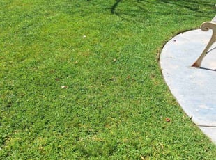 Carmen B.'s turf care service result