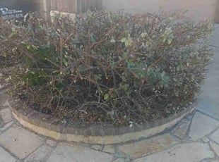 Michael S.'s Bush Trimming service result
