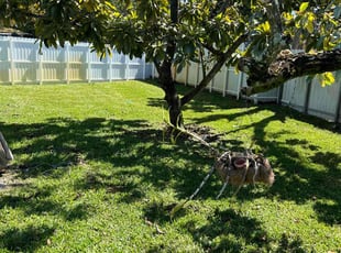 David T.'s turf care service result