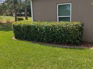 Virgil R.'s Bush Trimming service result