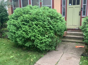 Traci P.'s Bush Trimming service result