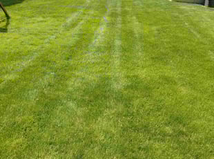 Tom C.'s lawn care service result