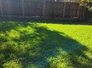 Bri G.'s Leaf Removal service result