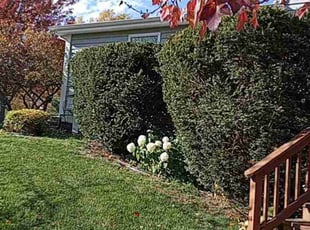 Christopher M.'s Bush Trimming service result