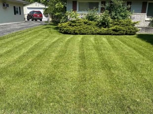 Ciana K.'s grass maintenance service result
