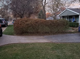 Tashi S.'s Bush Trimming service result