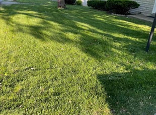 Steven W.'s lawn maintenance service result