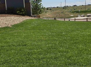 Scott D.'s turf maintenance service result