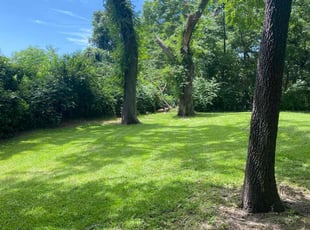 Cassaundra R.'s grass cutting service result