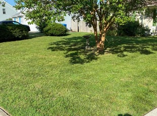 David R.'s turf maintenance service result