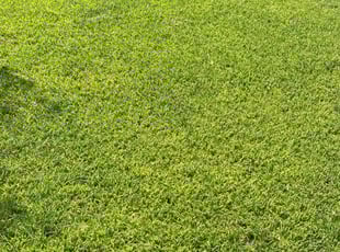 Stephen E.'s lawn care service result