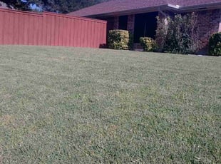 Dana H.'s grass maintenance service result