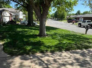 Scott K.'s Long Grass Cleanup service result