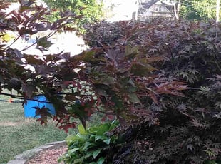 Omega T.'s Bush Trimming service result