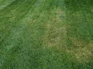 John & Elizabeth S.'s lawn maintenance service result