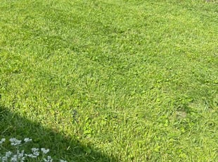 Michael Y.'s lawn care service result