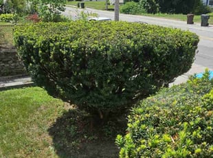 Thomas R.'s Bush Trimming service result