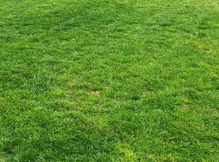 Debbie B.'s lawn care service result