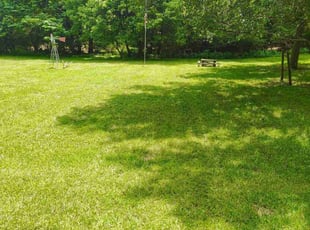 Joyce Z.'s grass maintenance service result