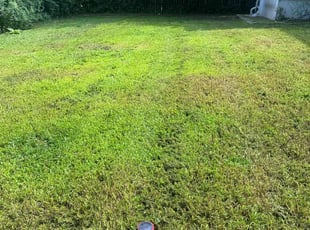 Haley S.'s lawn maintenance service result